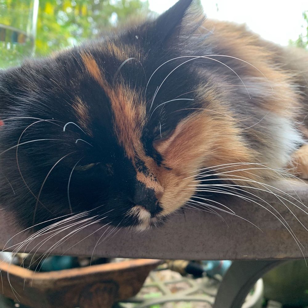 Meet your Posher, Tula